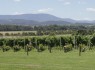 Wine Tourist in Yarra Valley