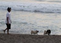 Bali on a Budget