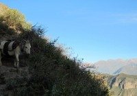 donkey-in-colca-canyon