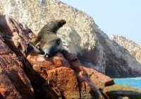 Islas Ballestas Peru – A Photo Essay