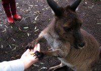 Healesville Sanctuary Victoria