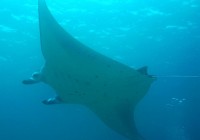 Diving with Manta Rays in Nusa Lembongan