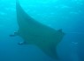 Diving with Manta Rays in Nusa Lembongan