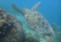 Sipadan: An Experience of a Lifetime