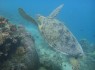 Sipadan: An Experience of a Lifetime