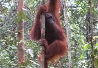 Orang utan rehabilitation center Kuching, Malaysia
