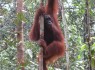 Orang Utan Rehab in Kuching