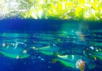 Fresh Water Snorkeling in Bonito, Brazil