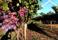 Cycling the Sights of Perth’s Wine Region, Swan Valley