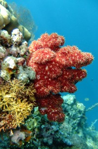 Snorkeling around Menjangan Island Bali