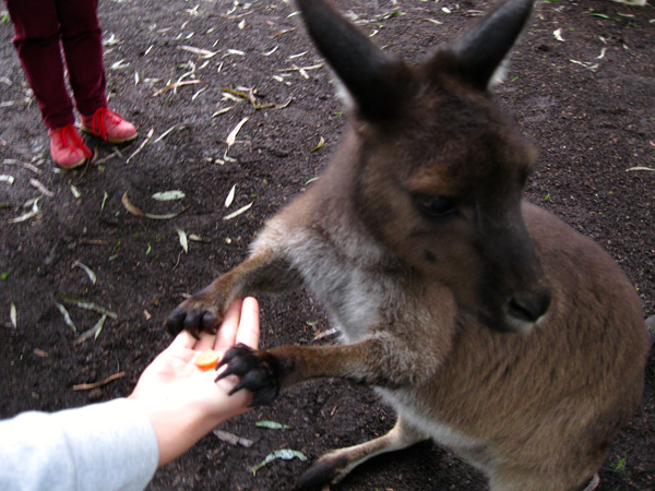 Healesville Sanctuary Victoria Australia Kangaroo