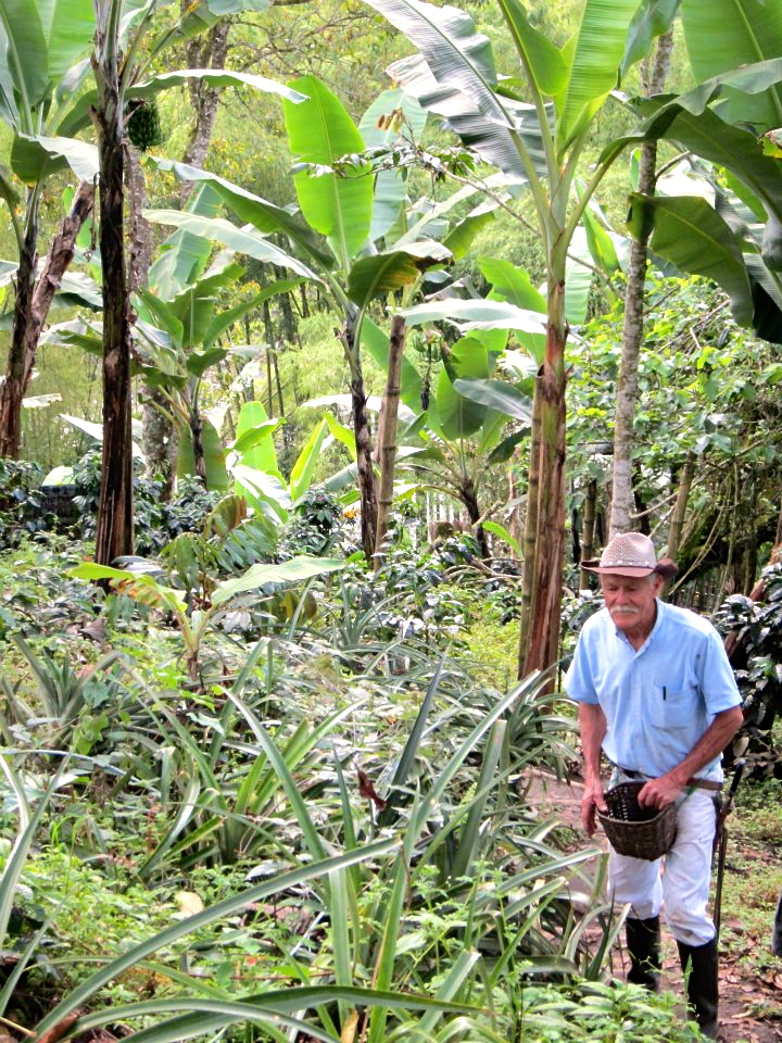 Don Elias and his coffee farm in Salento Columbia