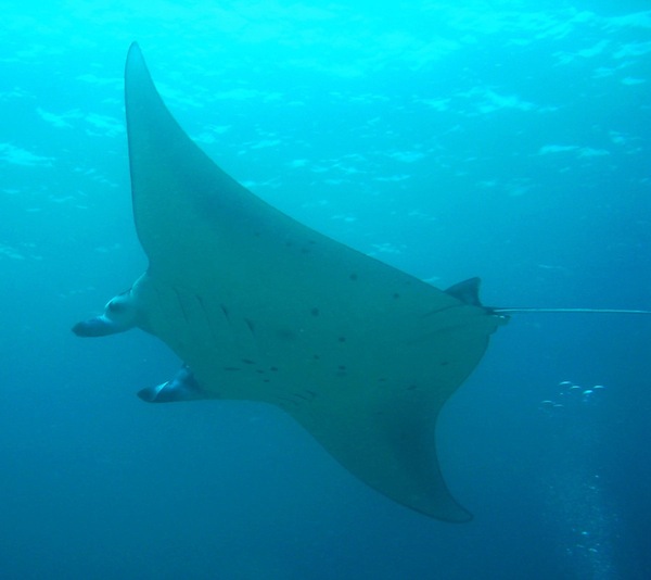 Manta Rays Nusa Lembongan