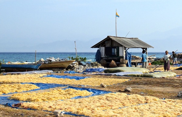 Seagrass Farming Nusa Lembongan