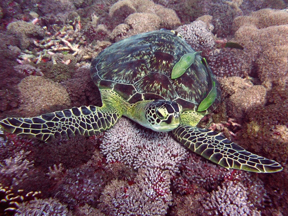 Diving Gilies Indonesia Turtle