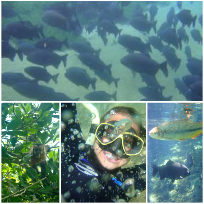 Fresh Water Snorkeling in Rio de Prata Brazil