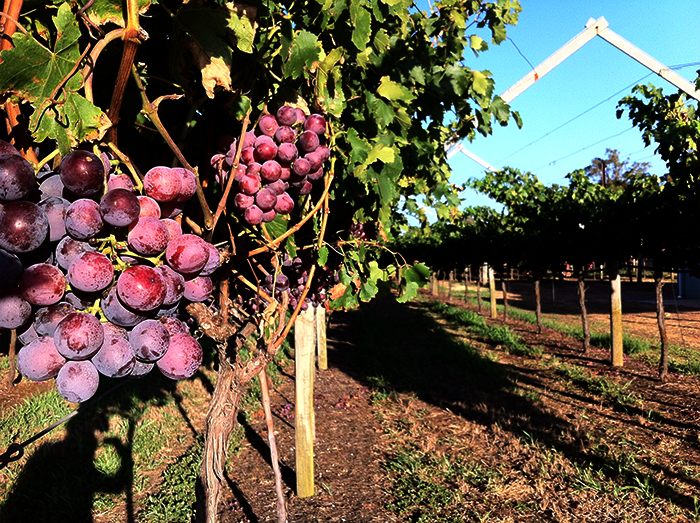 Cycling Tour of Swan Valley Wineries