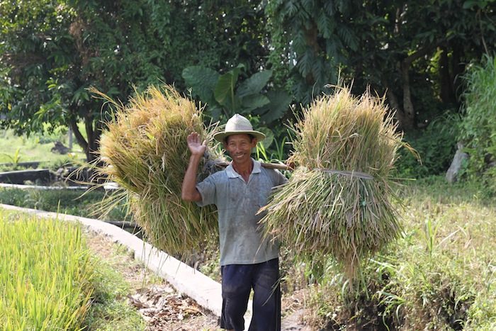 Rice Paddy near Kaliandra Eco Resort