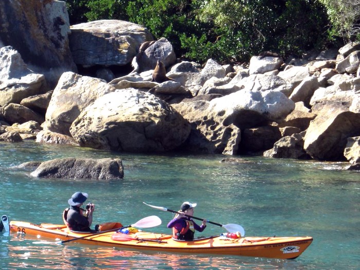 Abel Tasman National Park Seal Watching New Zealand