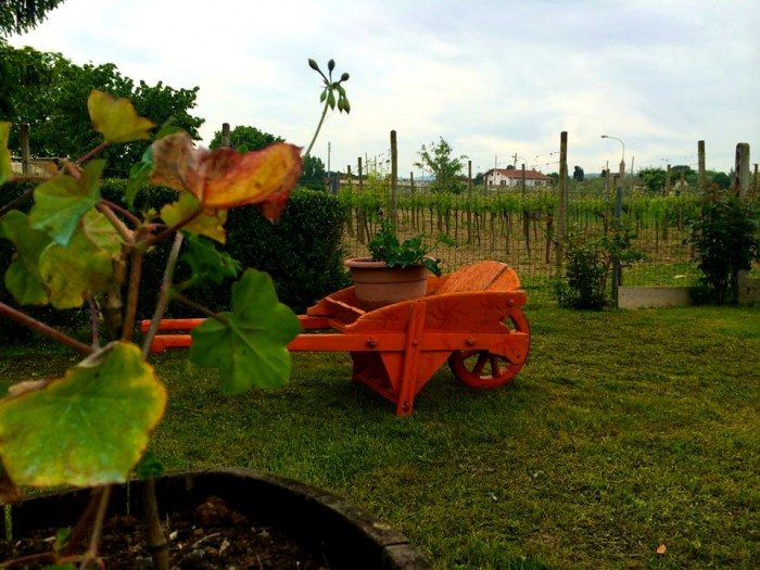 Montepulciano Vineyard Tuscany Italy copy