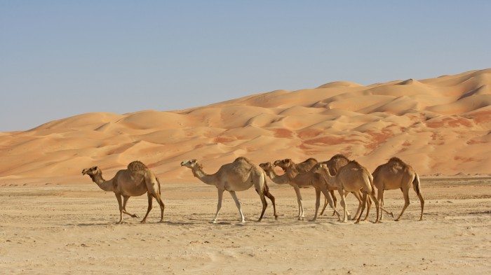 Abu Dhabi Dessert Safari