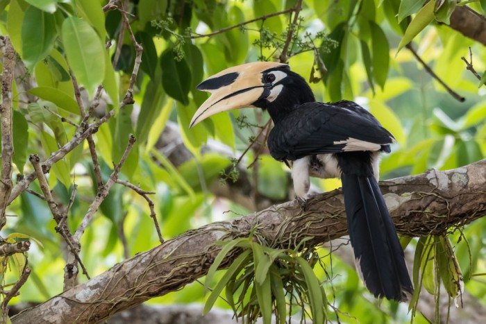 Hornbill in Langkawi Malaysia