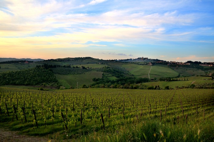 Tuscan Hillside Chianti