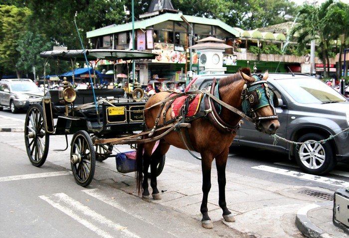 Andong Horse Drawn Cart Yogyakarta Indonesia