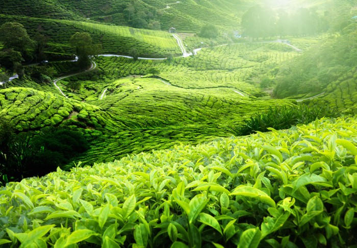 Tea plantation Cameron highlands, Malaysia - easy weekend getaway from Singapore