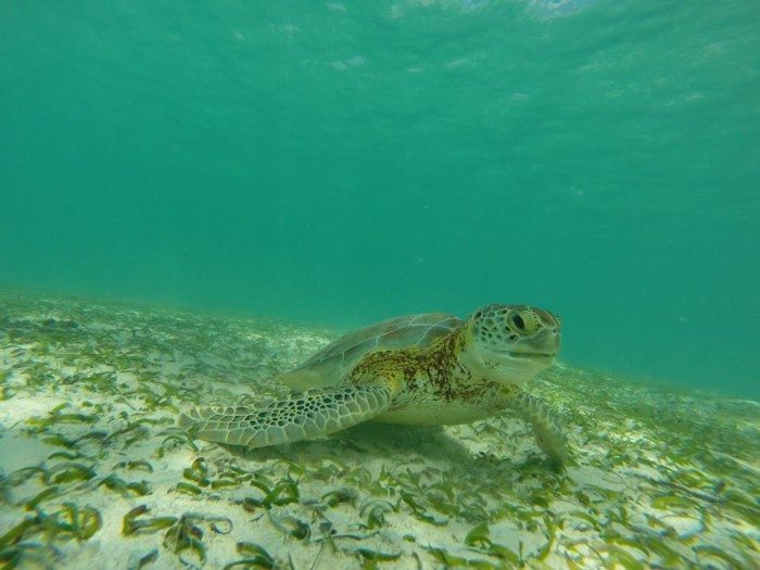 Playa de Akumal Cancun Side Trip