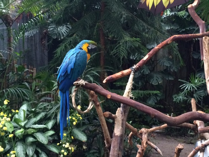 Bloedel Conservatory Vancouver Kids Activities