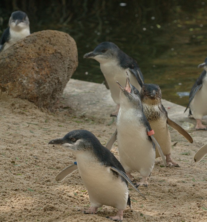 Melbourne Must Dos - Penguins