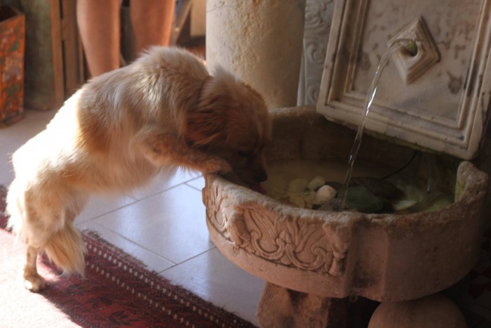 Dog in Santorini Markets