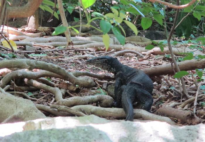 Belitung Island Hidden Paradise Monitor Lizzard