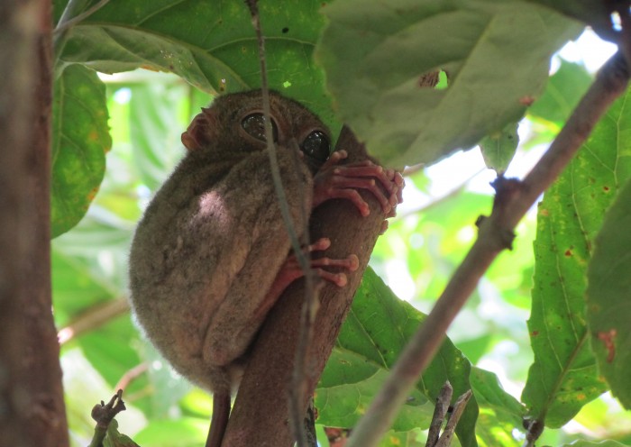 Belitung Island Hidden Paradise Wildlife