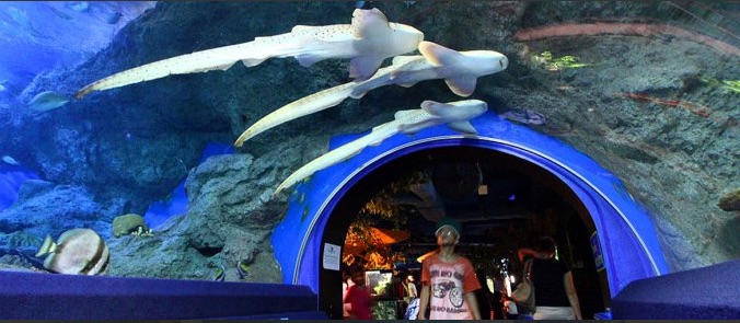 Pattaya Underwater World