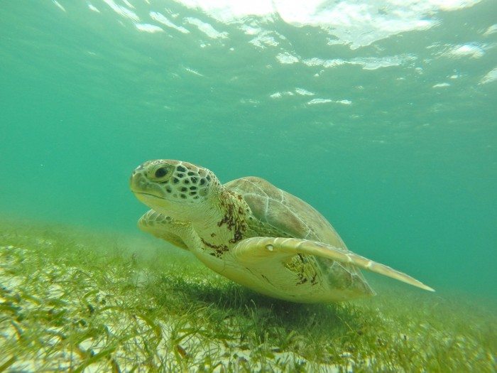 Turtles in Akumal Bay, near Tulum, Mexico