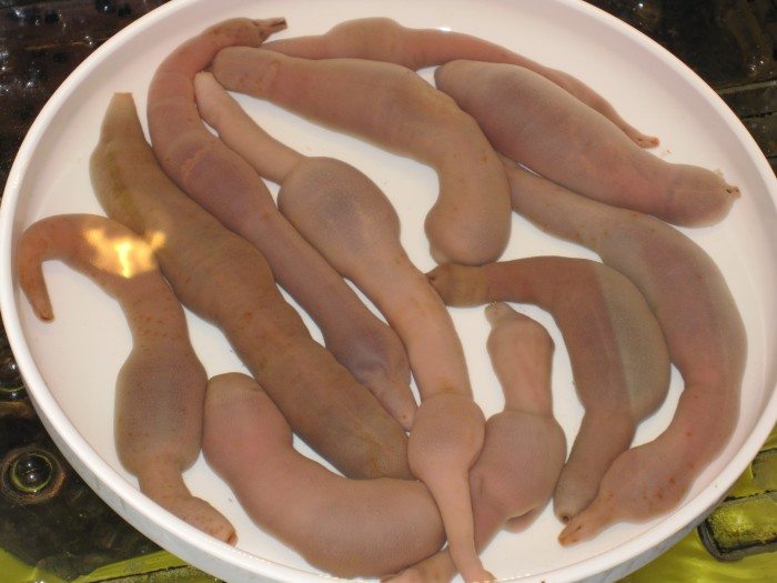 Gaebul Korean Penis Fish