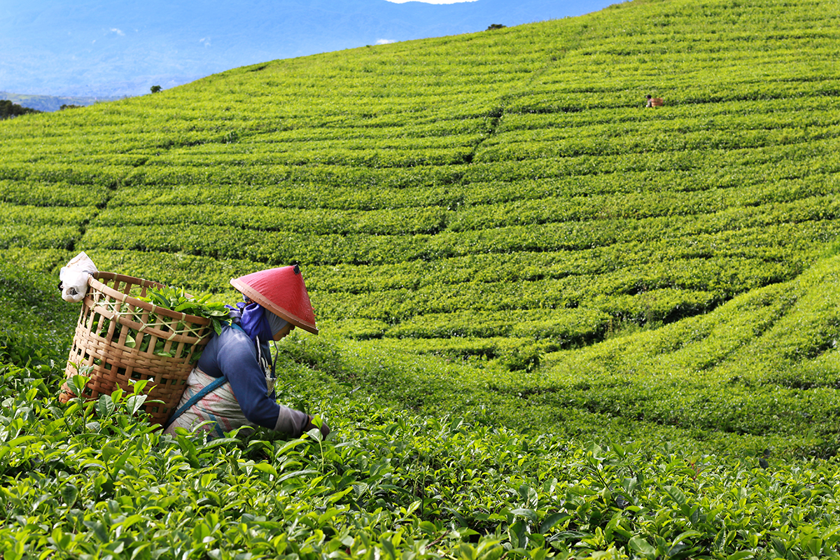 Lady in Tea Plantation Pagar Alam South Sumatra Indonesia