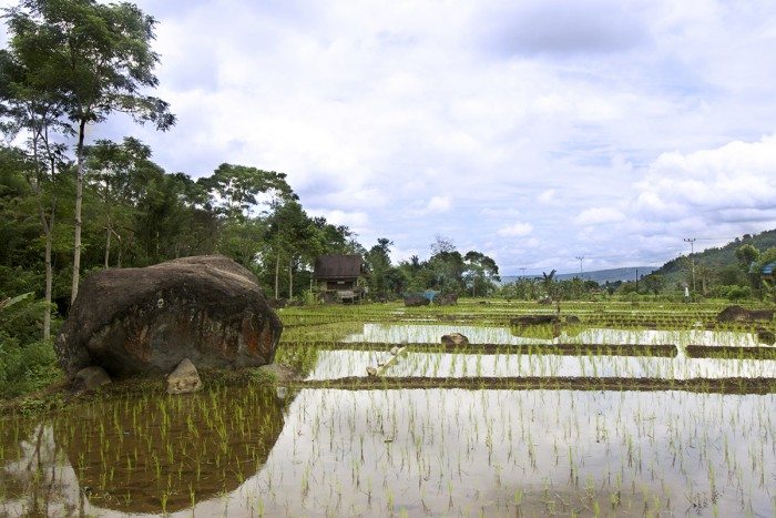 Pagar Alam Rice Fields with sacred rock