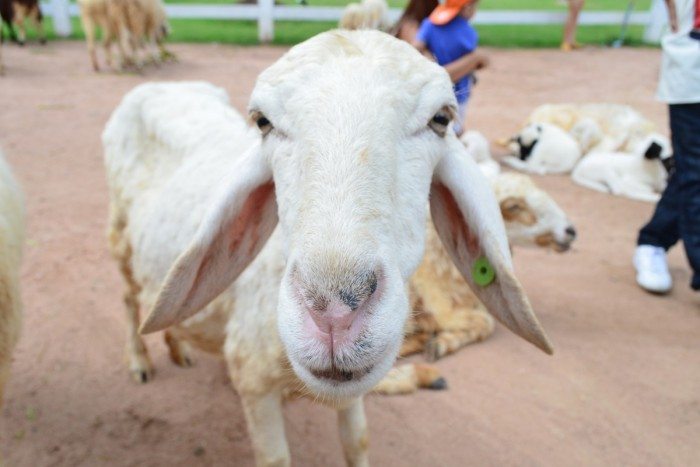 Pattaya's Top Activities - Pattaya Sheep Farm