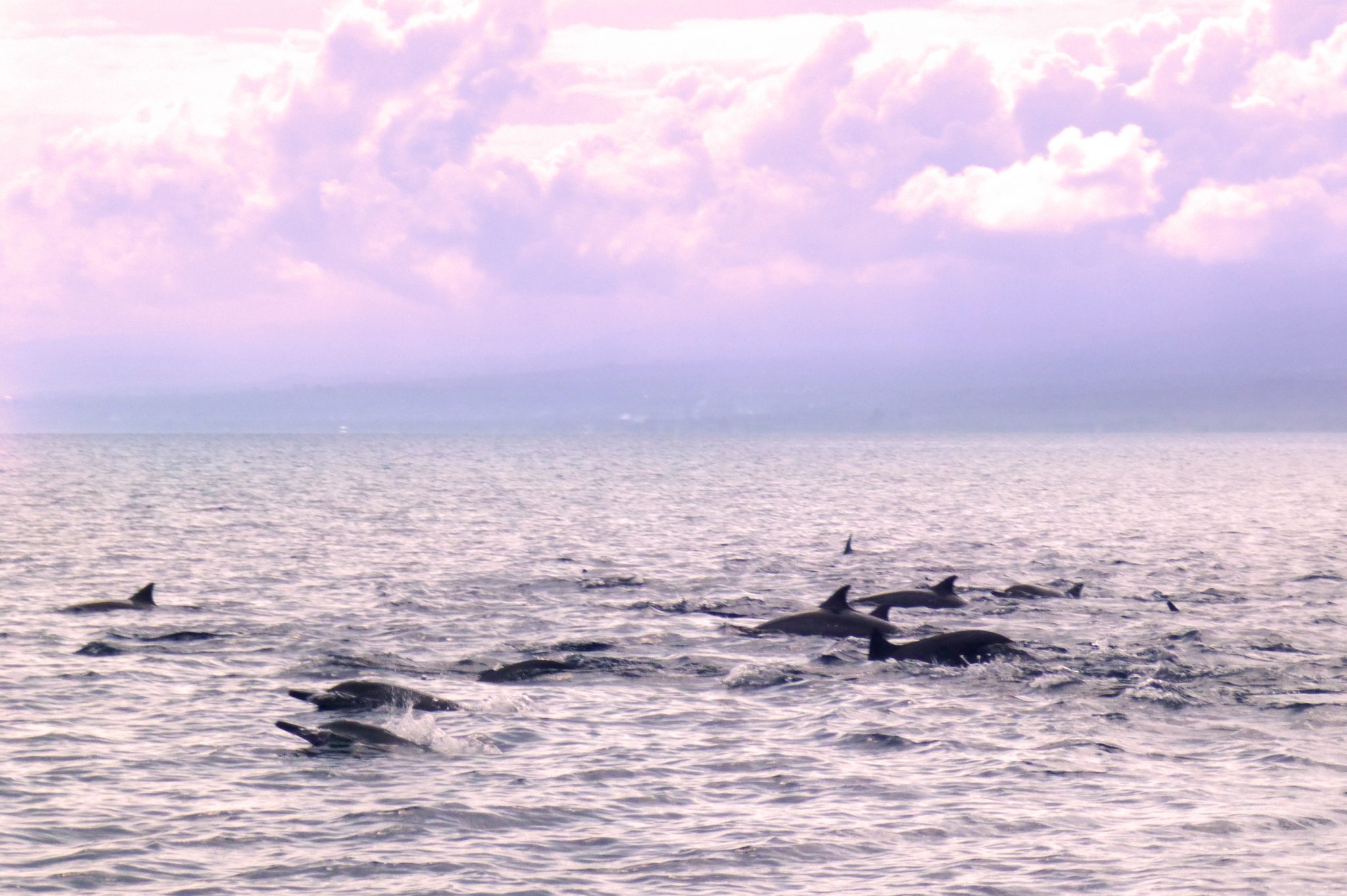 Dolphins in Lovina Bali Indonesia