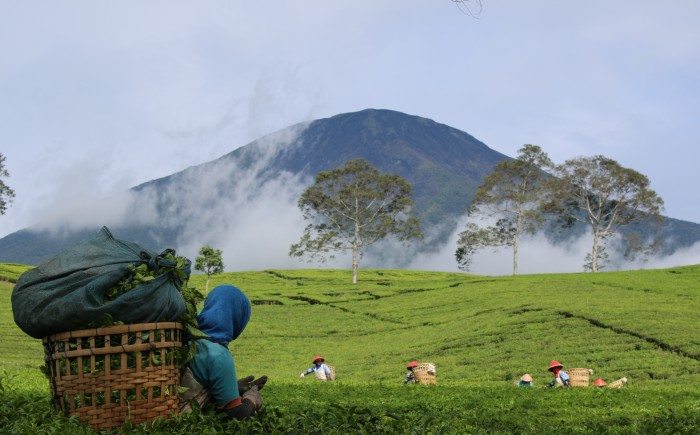 Pagar Alam- Mount Dempo- Indonesia