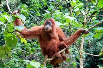Orangutan Kuching Sarawak Malaysia