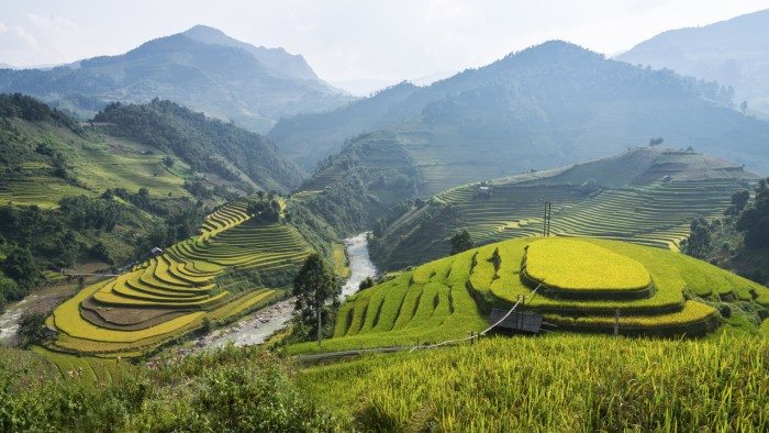 Rice Fields in Sapa Vietnam