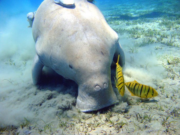 Dugong Koh Thmei Island Cambodia