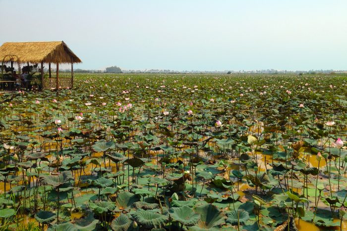 Samatoa Lotus Farm Siem Reap Cambodia