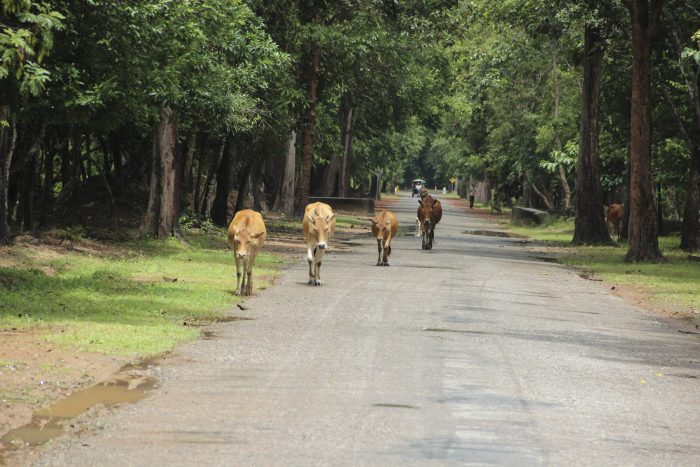 Siem Reap Cambodia