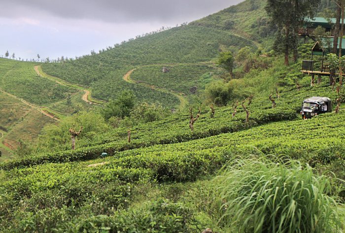 Tea Plantation in Sri Lanka