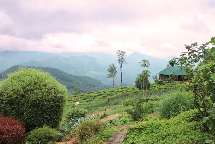 Tea factory in Kandy Sri Lanka